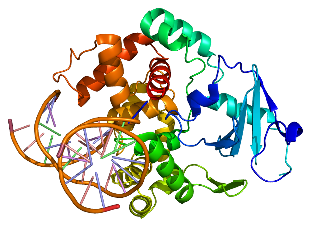 OGG1 Structure