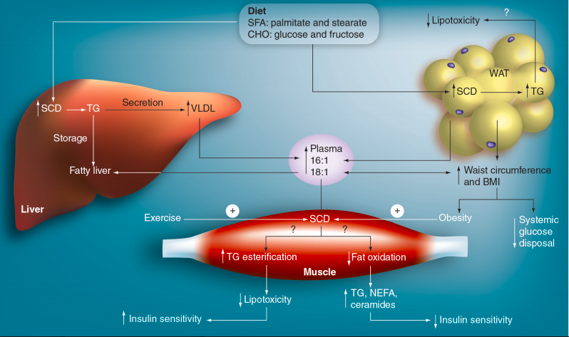 Regulation of 
SCD1