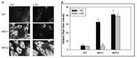 Storch Lab Figure 1