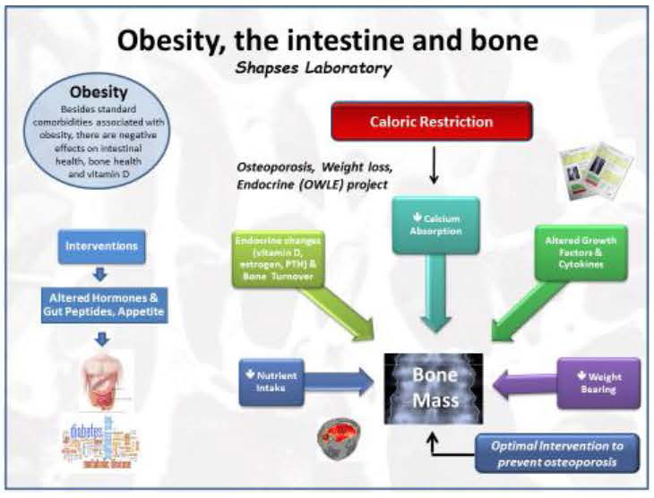 Obesity, the intestine and bone chart.